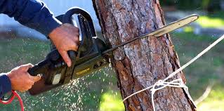 Professional  Tree Services in Sierra Vista Southeast, AZ