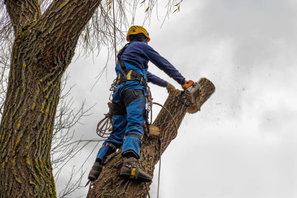 Best Emergency Tree Removal Services  in Sierra Vista Southeast, AZ